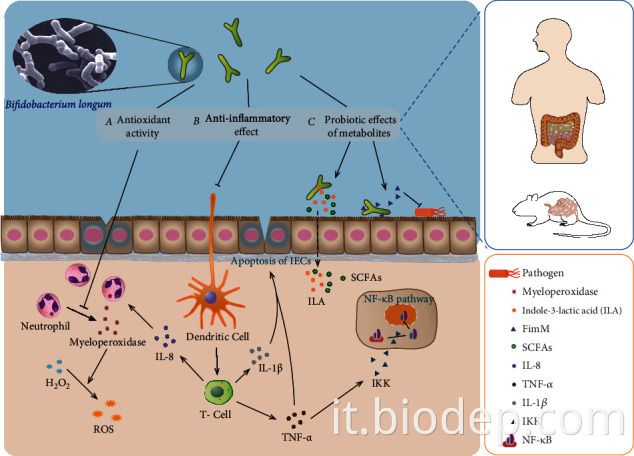 Bifidobacterium longum2